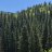 forester22
